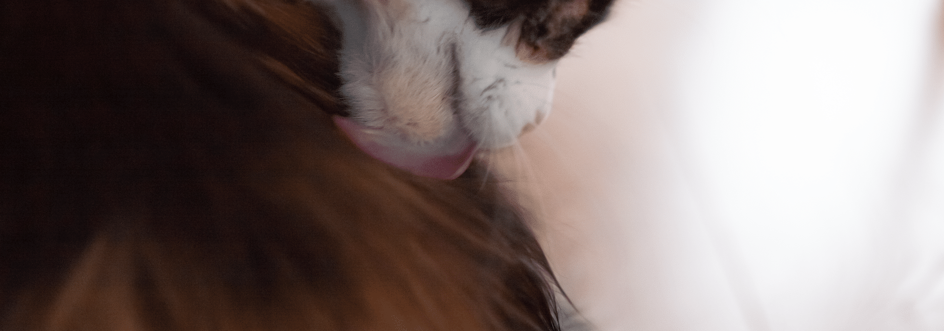 Koning Kat vachtverzorging